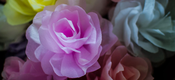 Tissue Flowers Tissue Flowers