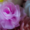 Tissue Flowers