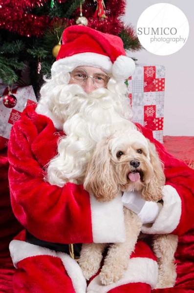 Santa Paws, Pet Portrait by Sumico Photography