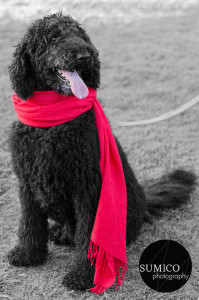 Dog Portrait in Underwood